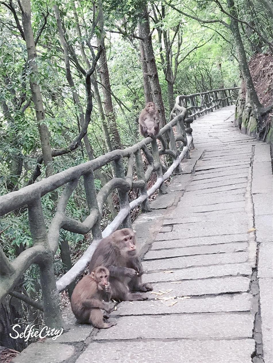 阿姨还说要带我看猴子，能不能遇到全靠运气。我运气果然不错，一堆猴子在等着我。 ... ... ...